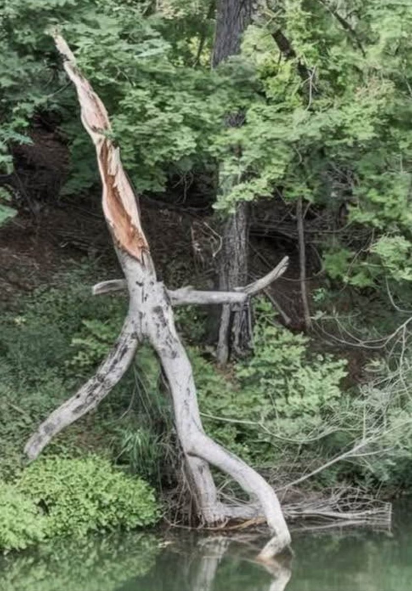 Enjoying my summer vacation! However, after a couple hours of swimming, I spotted this creature coming out of the water and going back into the woods!!  When he saw me, he split!