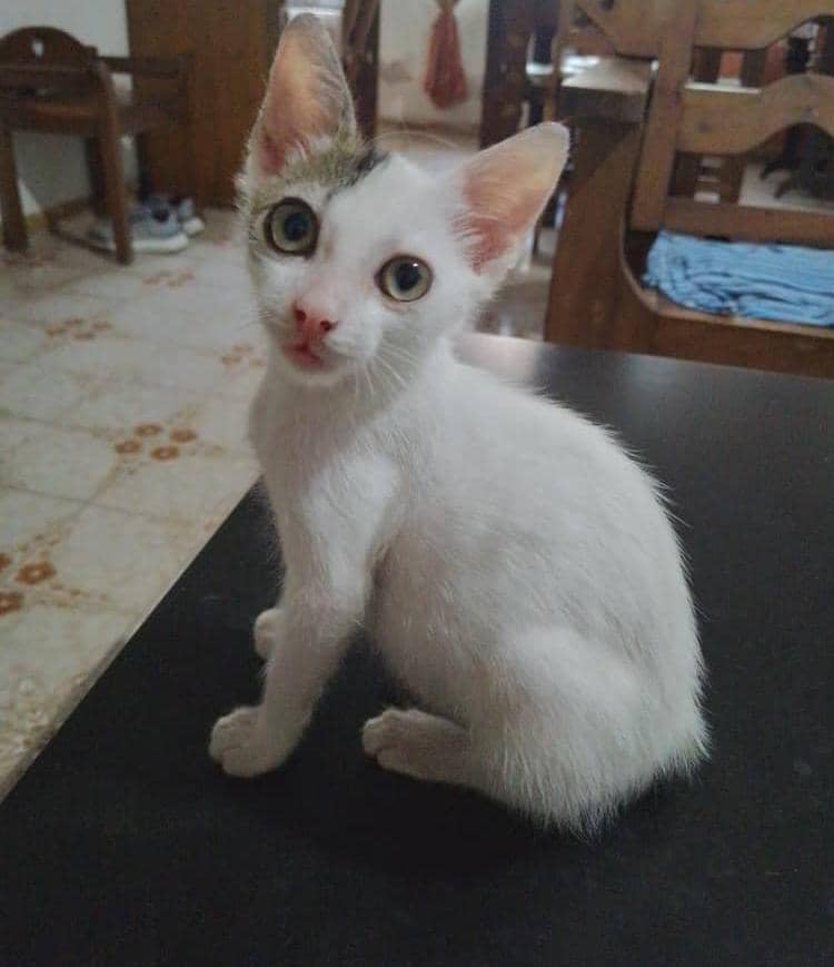 Difundo. Soy un bebé  muy portado..amoroso y juguetón.  Necesito un hogar lleno de responsabilidad..Guarenas 0414-0309083