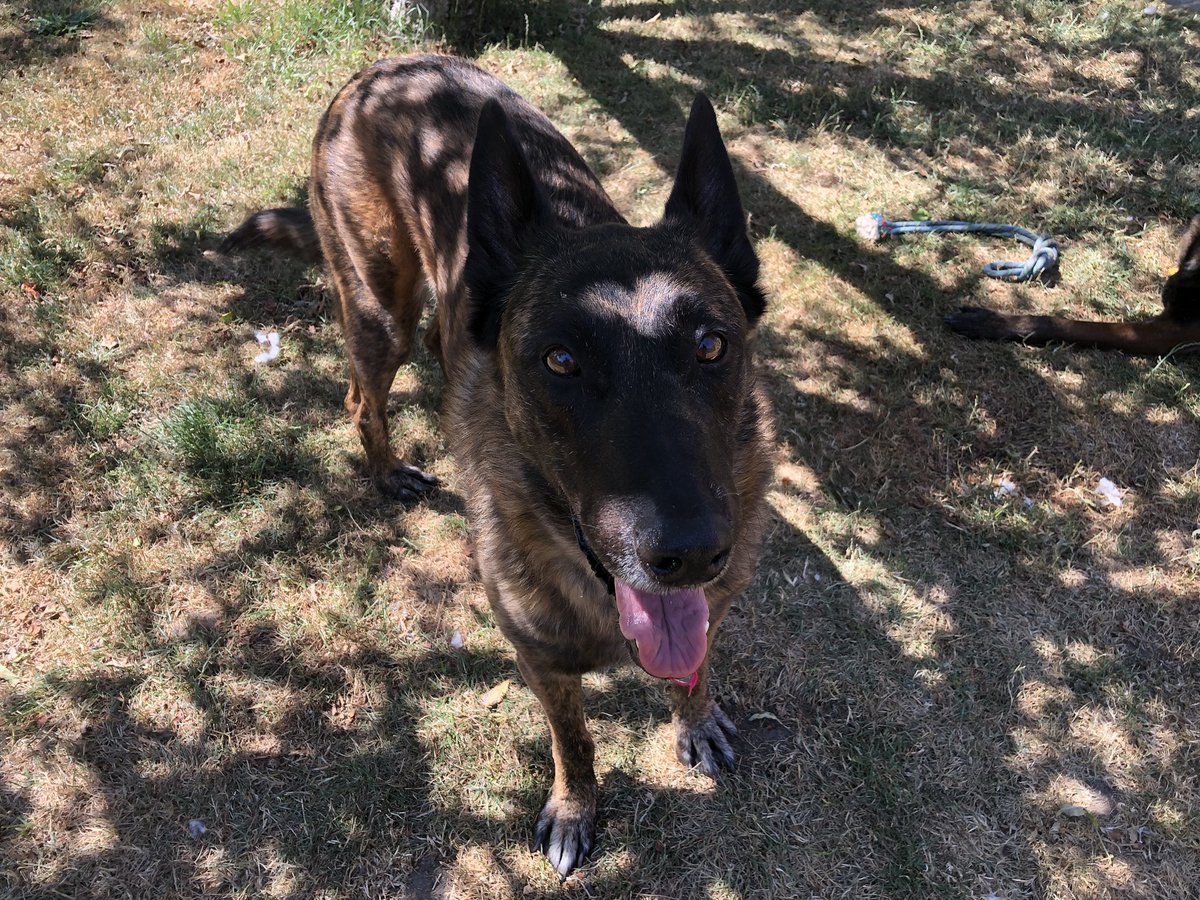 Chappers2013's tweet photo. Day off today 😎

Relaxing in the shade with #RPDRex and Baloo 💙🐾🐾🐾 https://t.co/lfEgSjmBgH