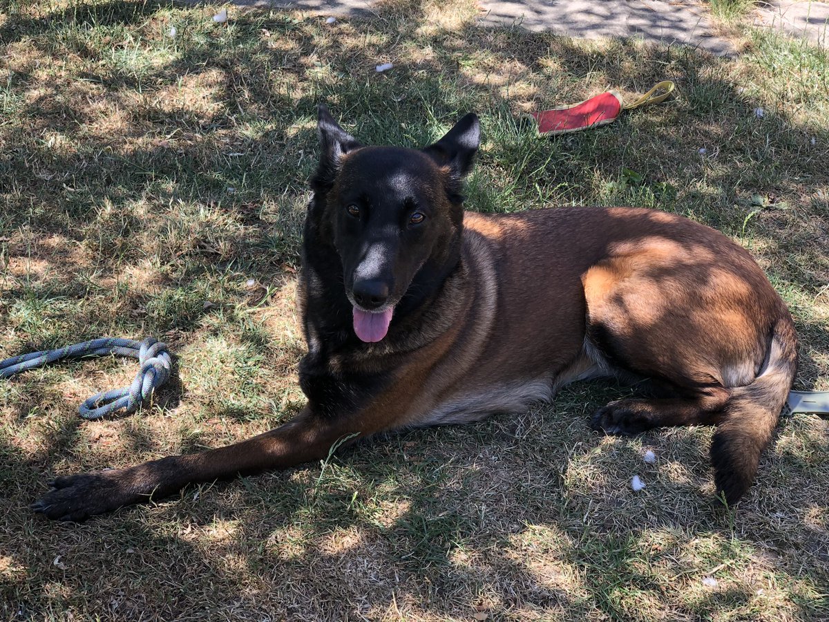 Chappers2013's tweet photo. Day off today 😎

Relaxing in the shade with #RPDRex and Baloo 💙🐾🐾🐾 https://t.co/lfEgSjmBgH