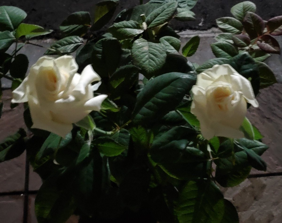 GreenLife_1212's tweet photo. 夏の暑さ対策で屋根のある日陰に置かせてもらっているバラに水やりしてやっと帰宅😓(うちのベランダには屋根がない💧)昨日早朝にたっぷり水やりして出掛けたのにカラカラ😱
猛暑恐るべし…
#小林直己
#LandofPromise
#バラ挿し木
#2番花 https://t.co/eHzpmosuea