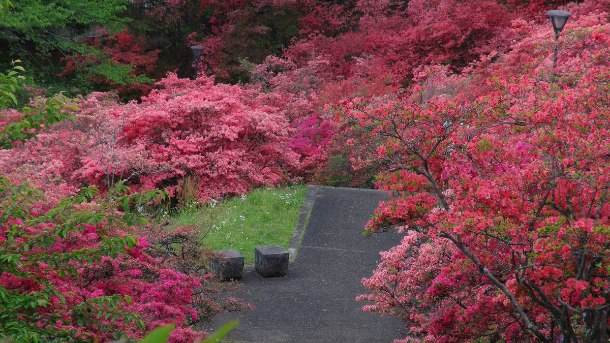 KisaMake's tweet image. 公園の花が綺麗過ぎたので高い所まで行って写真撮りましたわ。
The flowers in this park were too pretty, so I went to a higher spot and took this pic :D