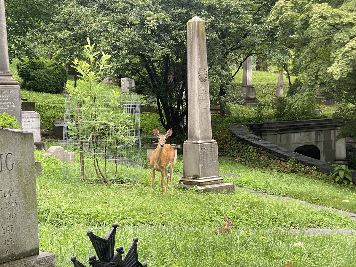 Happy Independence Day from Oak Hill Cemetery! 

The cemetery office will be closed today in observance of the holiday, and will remain closed through the weekend. The walk-in gates will be open to visitors from 11am-4pm today and Saturday, and from 1pm-4pm on Sunday.