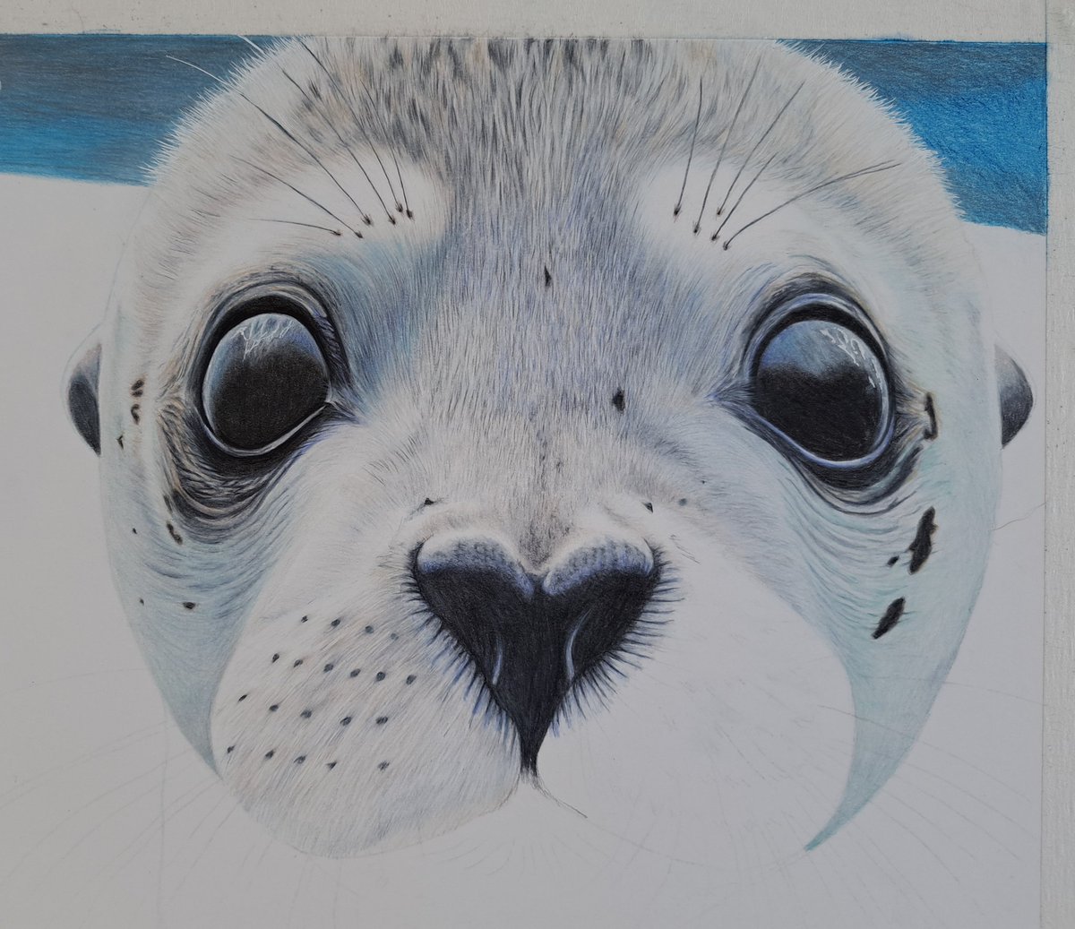 Day 3 of my seal pup drawing