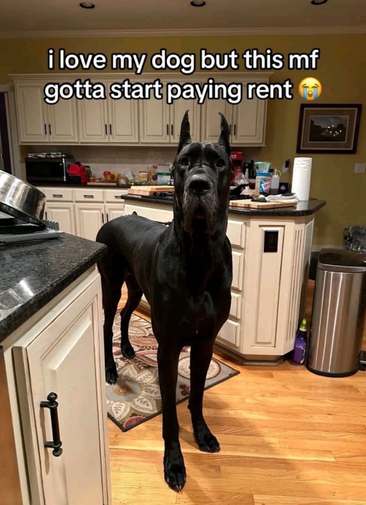 not kira 🛡️ (@discoapologist) on Twitter photo 