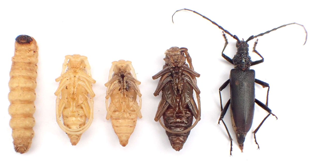 Une observation  faite en Bretagne cette année, durant le débitage d'un chêne centenaire de 95 cm de diamètre au pied.
evreux-nature-environnement.org/v2/node/661