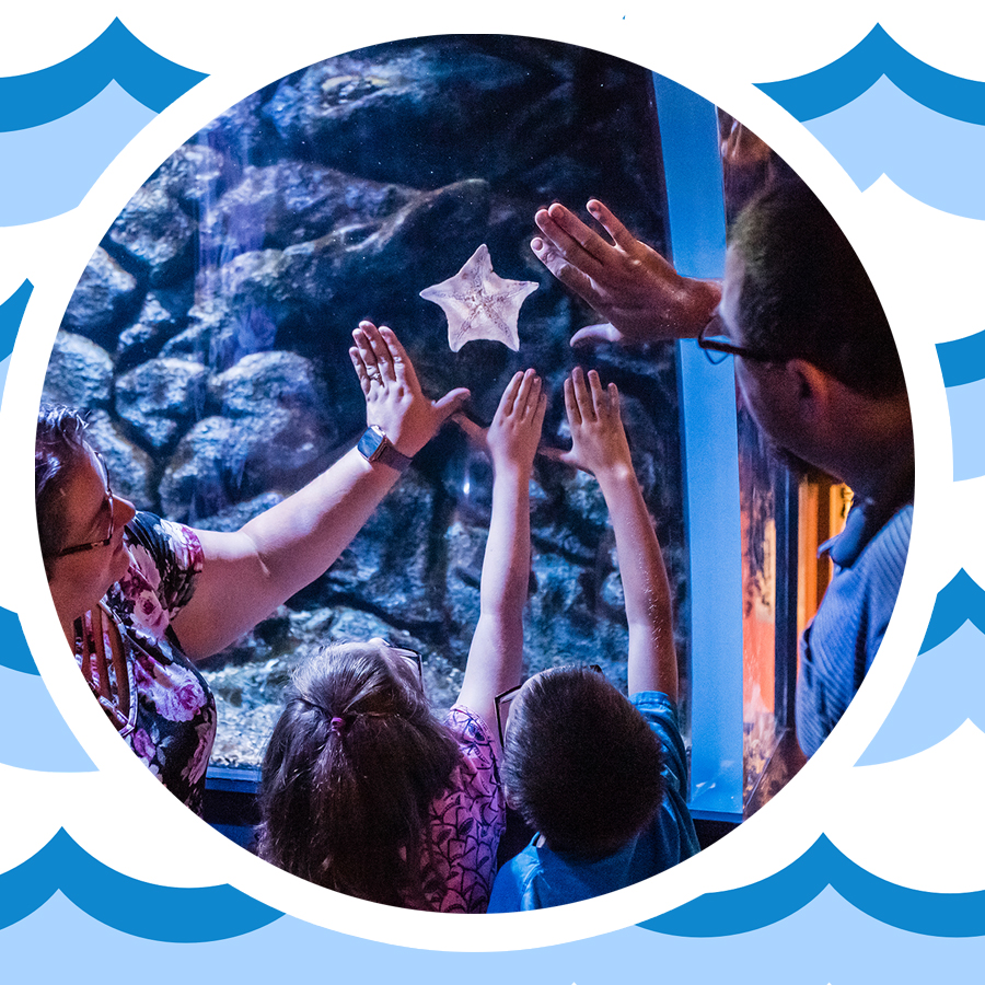 cleaquarium's tweet image. It's a WAVES OF APPRECIATION WEEKEND! Military & first responders receive free #cleaquarium parking and admission July 4-7, 2025, w/ appropriate ID. Complete details here: greaterclevelandaquarium.com/event/free-for…