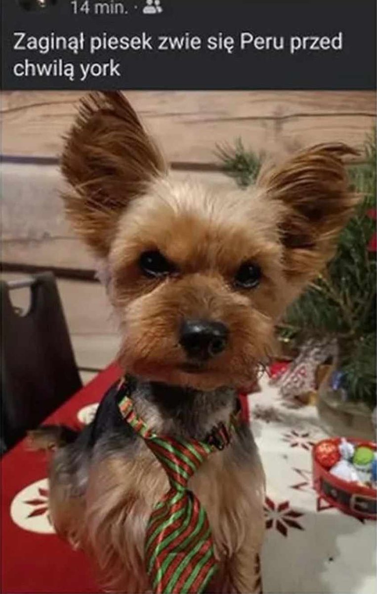 MiłyMłodyCzłowiek tweet media