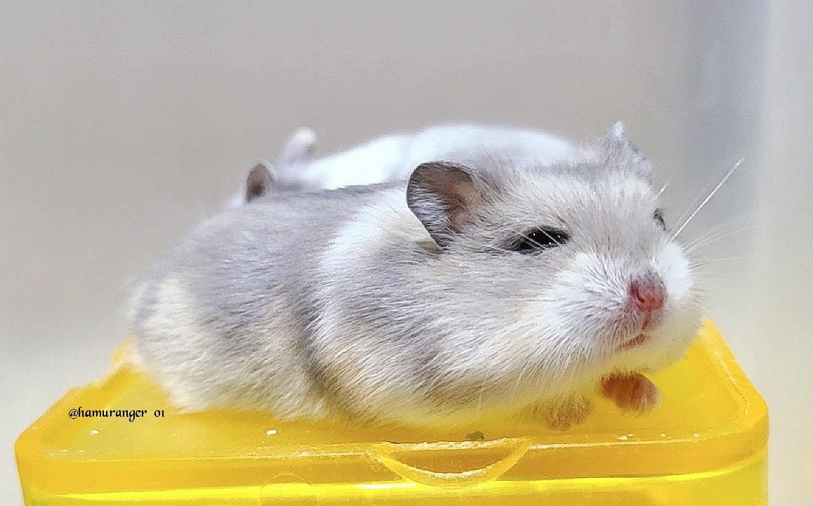 hamuranger_01's tweet image. つーん🐹

#キャンベルハムスター
#ハムスター
