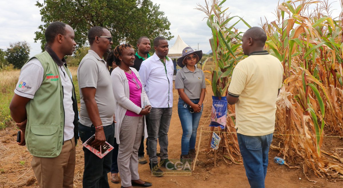 Future of Farming on Display at CGA's Makueni Farmers' Field Day

This week, CGA hosted its Makueni Farmers Field Day at KALRO Katumani, in collaboration with KALRO, AGRA-Sustainably Growing Africa’s Food Systems., and the County Government of Makueni. The event brought together