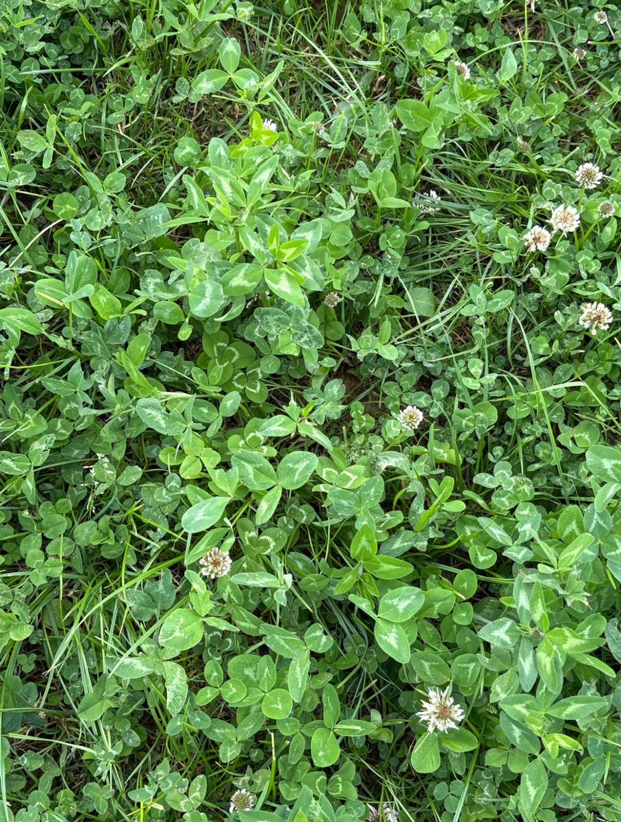 A great turn out and very informative discussion took place at the recent Clover Event held on the farm of David and Mairead French, Newbawn

Thanks to John Maher from Teagasc Grass 10 for attending on the day 🌱