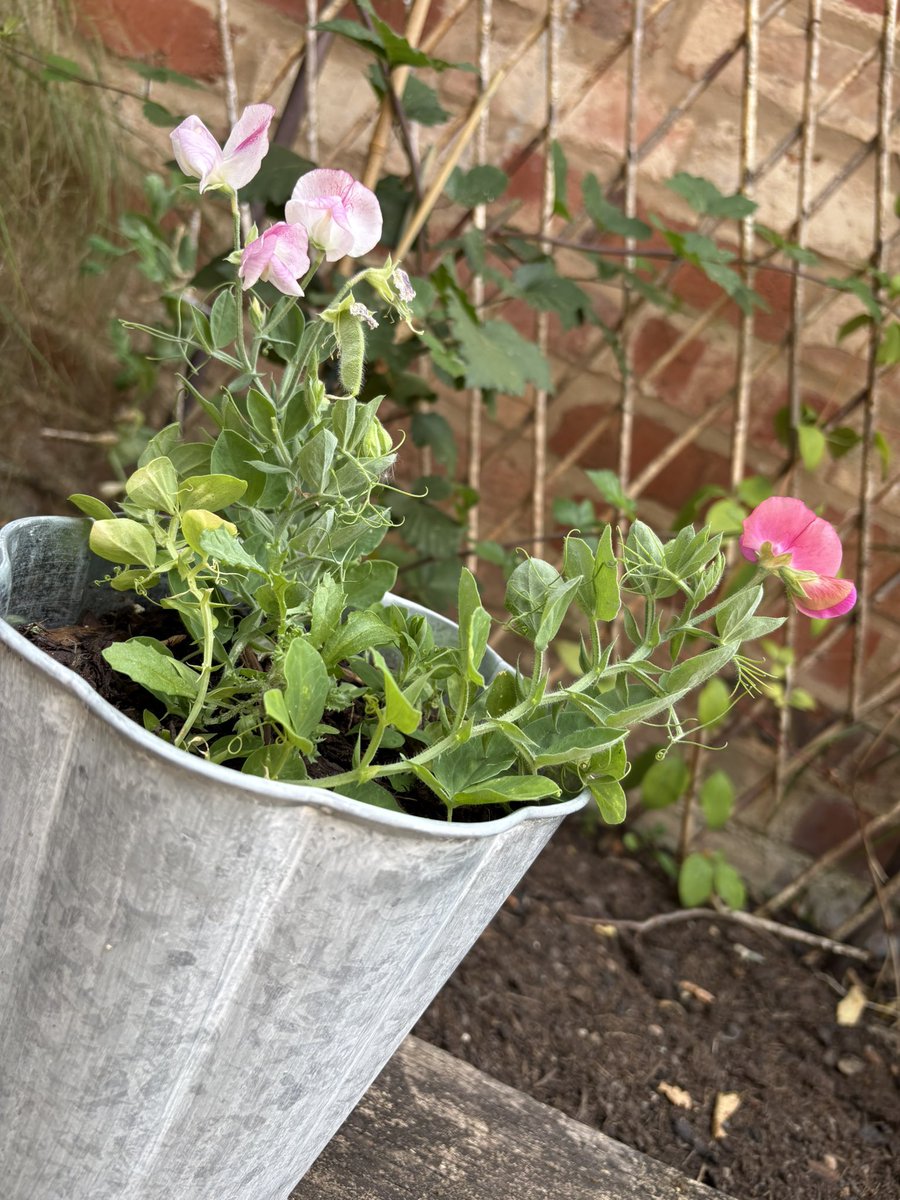Growing delicate sweat pea flowers for first time.