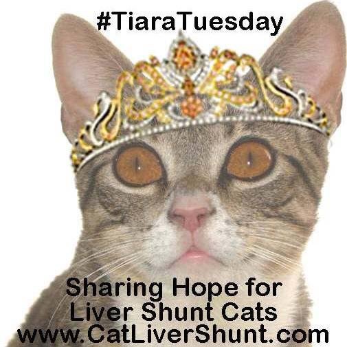 Nutmeg's Crew🌻🇺🇦 tweet media