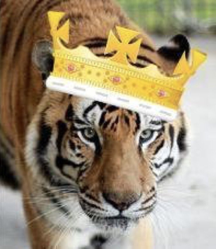 Nutmeg's Crew🌻🇺🇦 tweet media