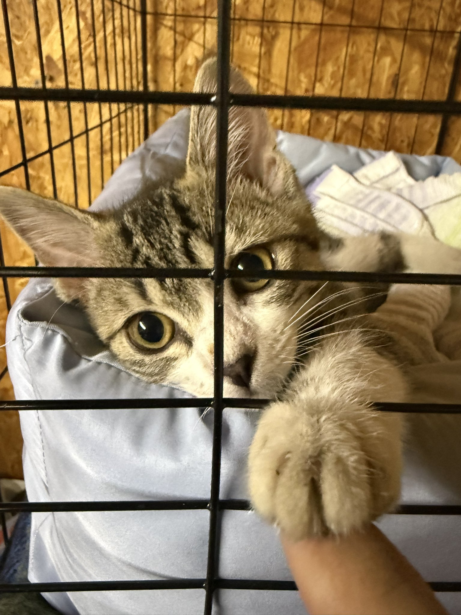しまねこ☆いきなり購入NG☆ しましまねこ屋 ᗢᘏᓗ〈927〉8/2-3クラマケ名古屋07 on X