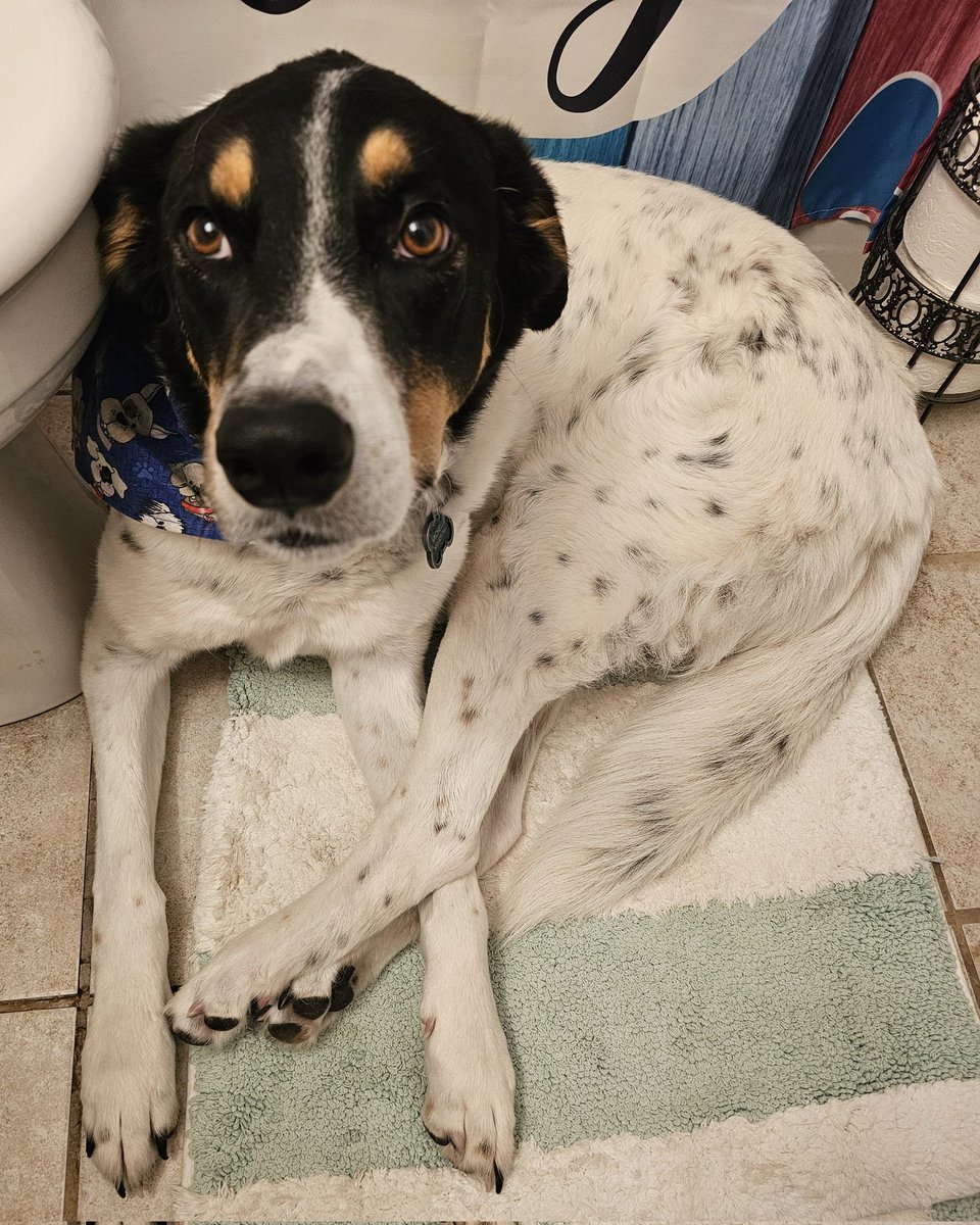 I do not do well with fireworks.  I hide in the bathroom. Please consider the 4 legged babies on this 4th of July and try to keep them safe.