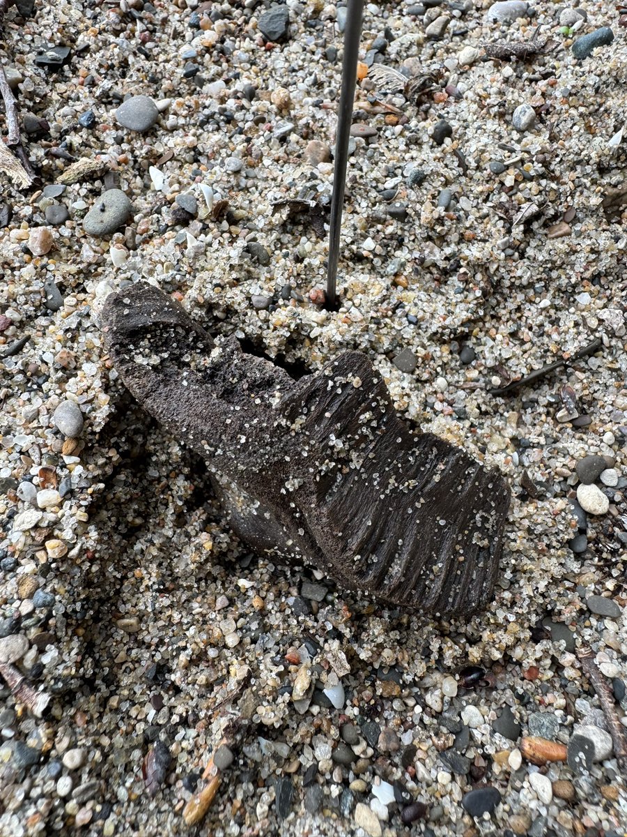 Dr_CrocoGator's tweet photo. Happy #FossilFriday! The paleo team at  @sciencemuseummn was out recently in New Ulm, #Minnesota looking for bones eroding from Ice Age gravel on the river. We found this piece of large mammal skull, a bison tooth 🦬 and a teeny lil’ baby toad! Nice sunny day to be on the river! https://t.co/rI4ls3WP1q