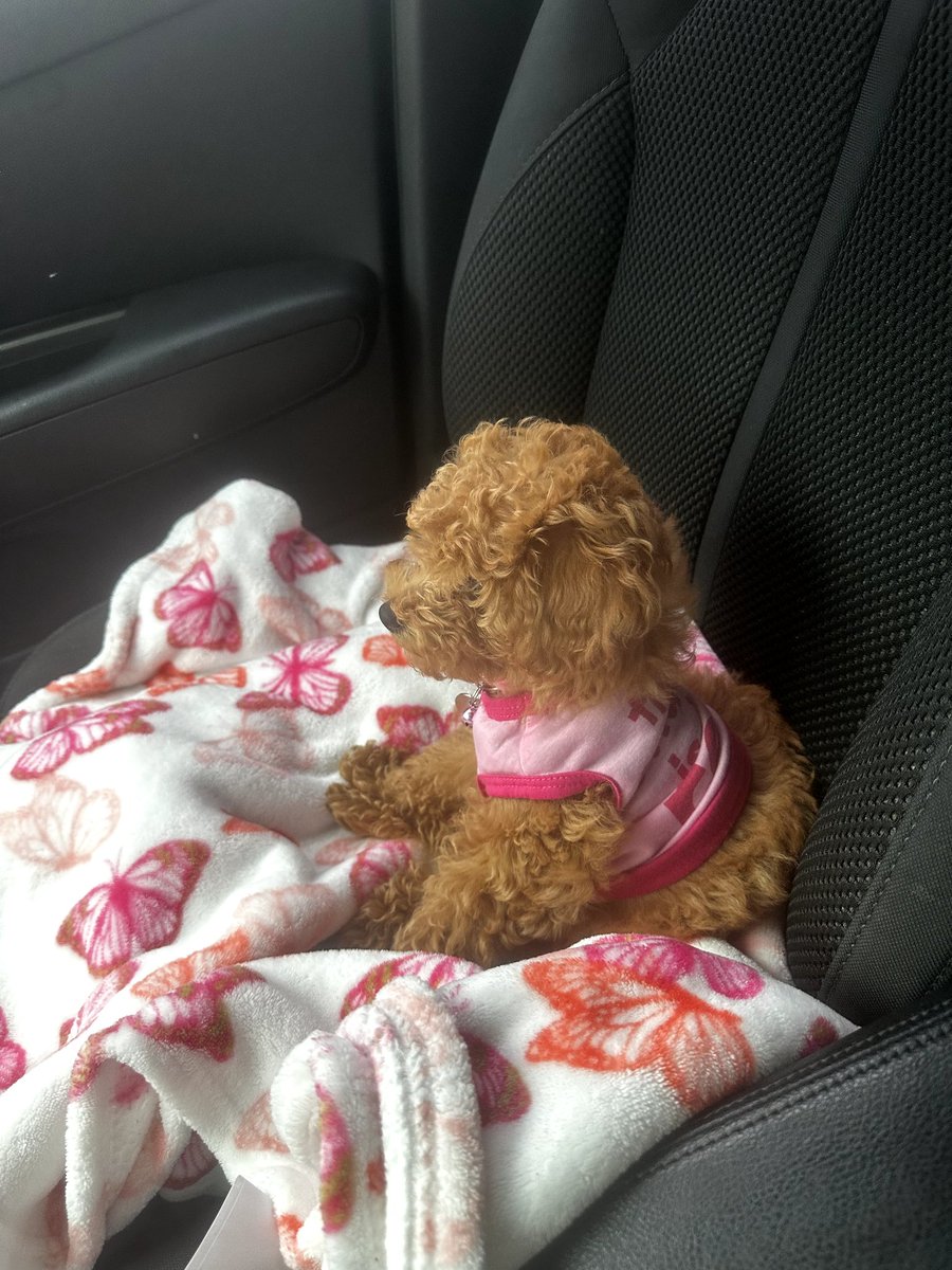 cali (@calidapoodle) on Twitter photo 