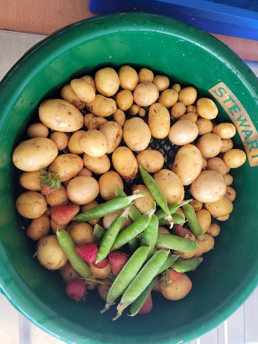 Y1's produce from the allotment. Plenty of potatoes, beans and strawberries. There are still plenty of strawberries 🍓  and tomatoes 🍅 to ripen. #LPSHullScience
