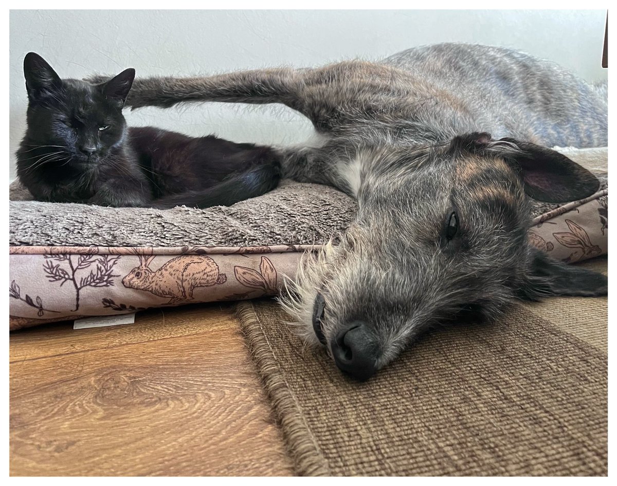 This is what I got home to following my bike ride earlier. 

Neither of them could be bothered to get up and say hello to me. 🙄😁🐾🐾

#BestMatesForever
#AdoptDontShop