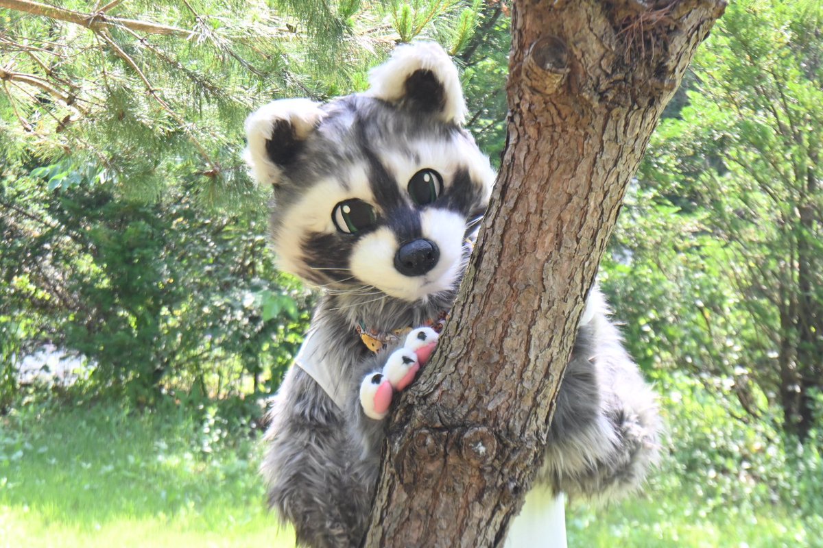 🦝🌲😉😉✨

#FursuitFriday