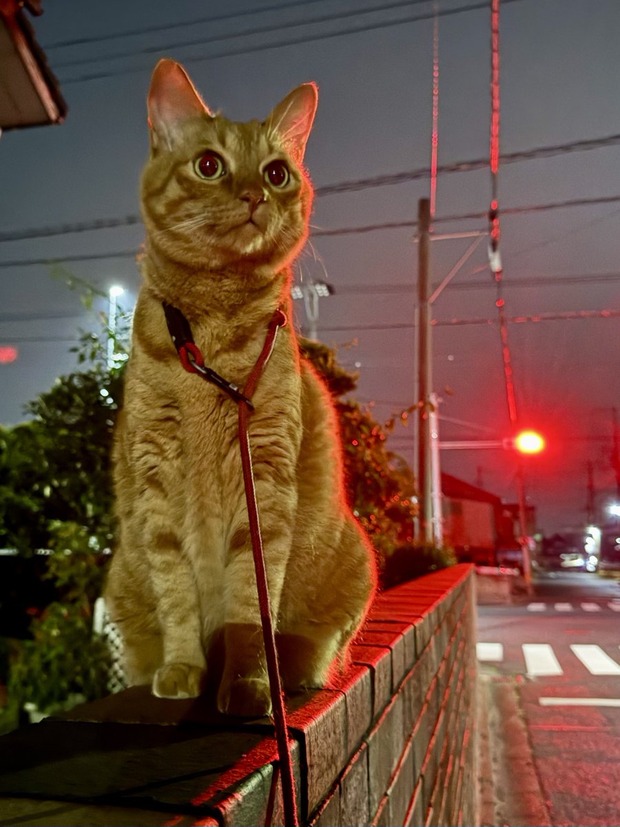 なんだかとても誇らしげだなぁ
ヒトんちのヘイノウエで