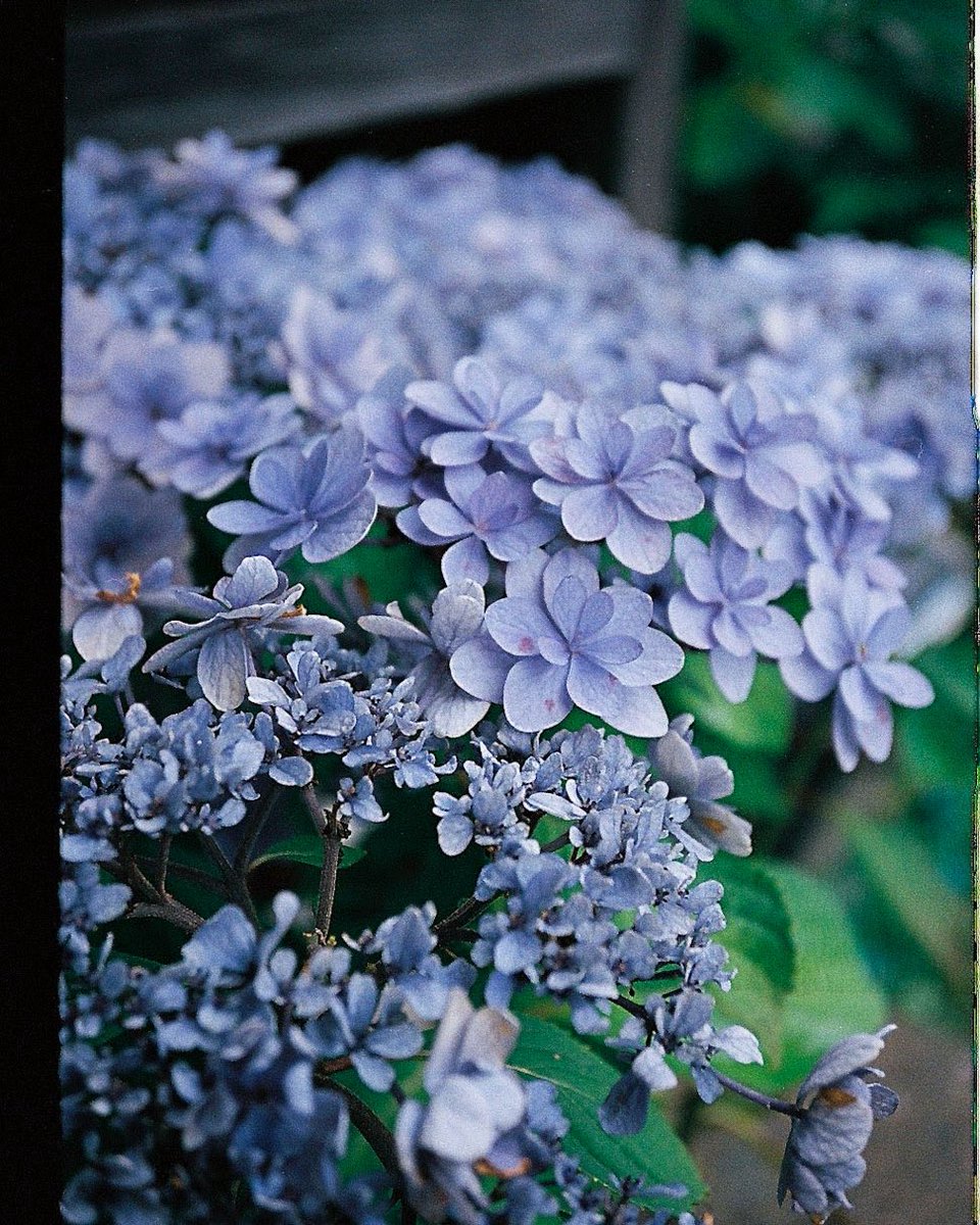 Joficio_jp's tweet photo. 旅の途中で見た紫陽花
📷　PENTAX17
🎞️ MARIX AirColor NegaFilm

#pentax17
#marix https://t.co/uo3RUA9eGF
