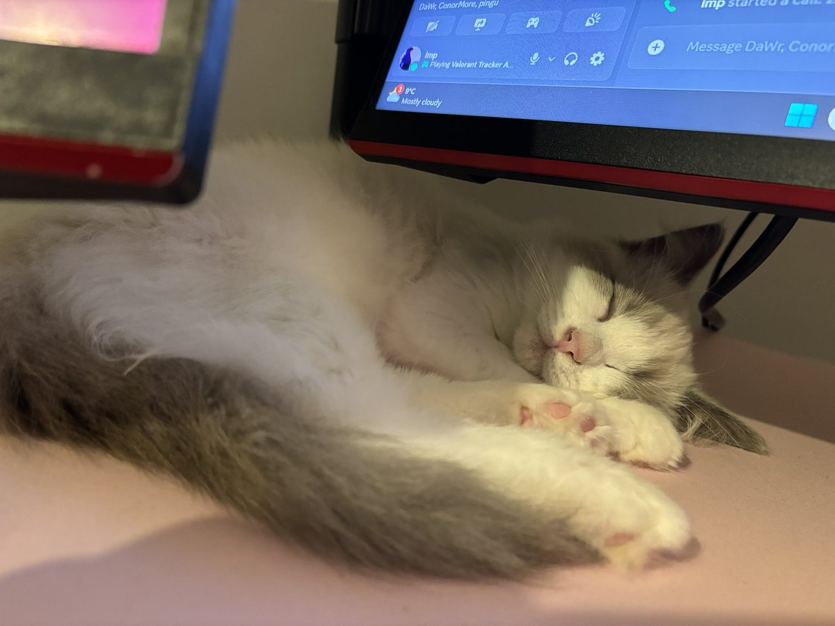 Cat who sleeps 15+ hours a day 🤝 Girl who sleeps 15+ hours a day