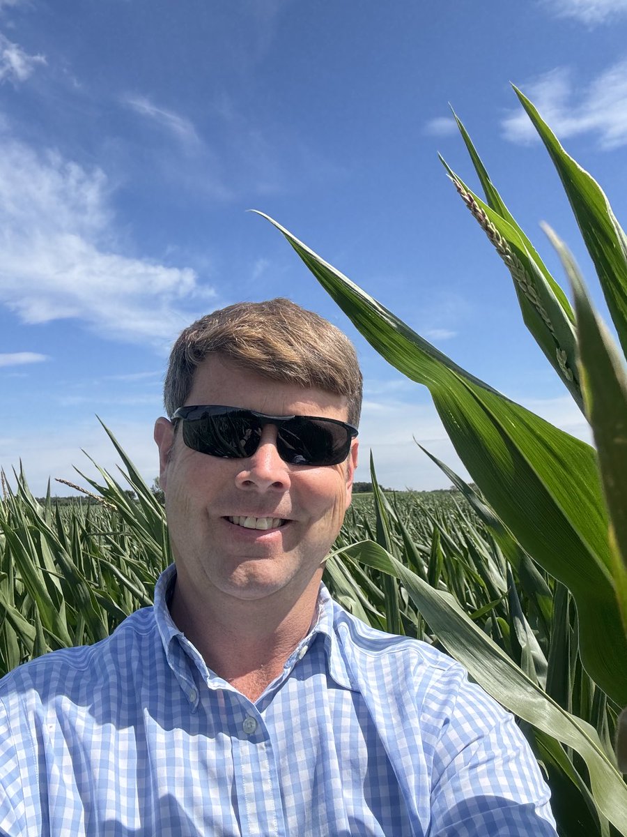 Knee high by 4th July. Maybe not this year