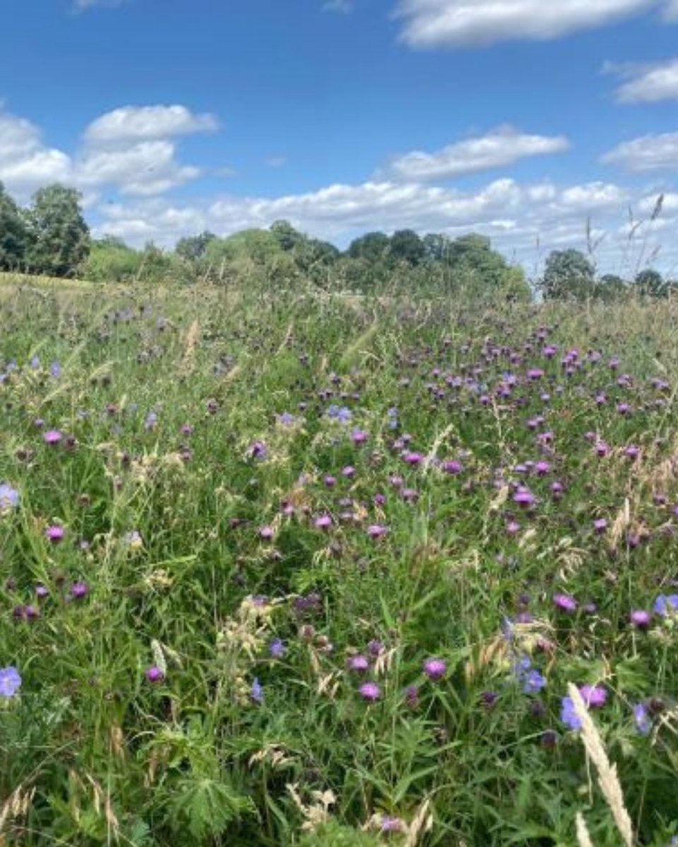 CityCorpHeath's tweet image. 🌼 Discover the beauty of Hampstead Heath’s wildflower meadows!
Join @heath_hands on Saturday 5 July, 2–3.30pm for a guided walk exploring meadow flowers, grasses, and how these habitats are cared for.
More info: heath-hands.org.uk/whatson/meadow…
#HampsteadHeath #WildflowerWalk