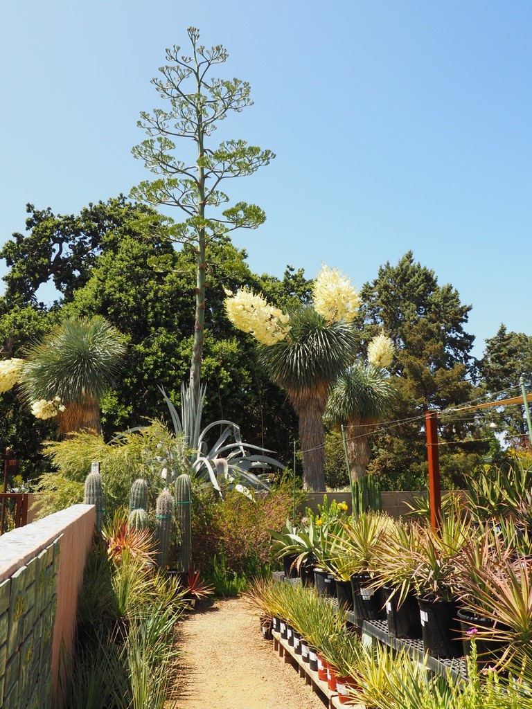 The Garden and Nursery are closed today, July 4th. We will be open tomorrow and Sunday from 9am-4pm.