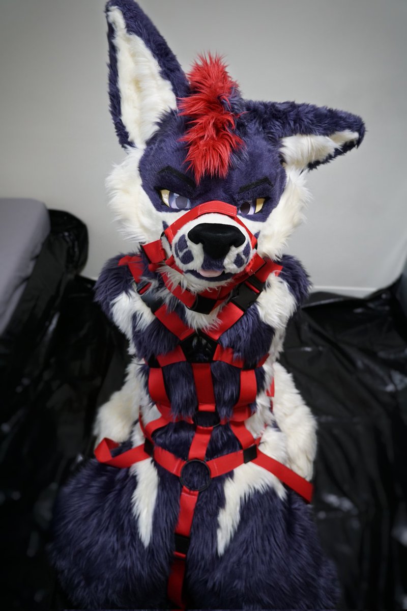 Dode (@dodecane2242) on Twitter photo why are you looking at me like that 😰
📸: <a href="/kiryu9806/">Aozora Okami 🔜 Infurnity,FURUM</a>
#FursuitFriday why are you looking at me like that 😰
📸: <a href="/kiryu9806/">Aozora Okami 🔜 Infurnity,FURUM</a>
#FursuitFriday