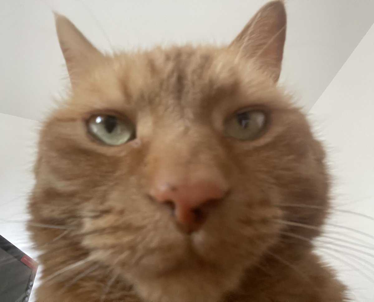 JacK_GingerCat's tweet image. Human! I’m serious….It’s play time now. No more work! 😹
Happy Friday chums!
JacK 🐾🐾
#CatsOfTwitter #CatsOfX