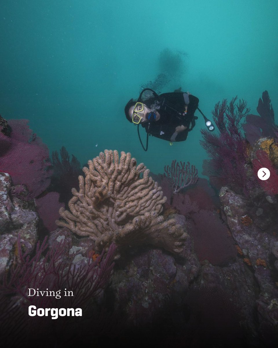 Scuba Diving Magazine (@scubadivingmag) on Twitter photo Colombia has it all ๐จ๐ด
Caribbean reefs, Pacific pelagics, volcanic islands, sharks, culture, and unreal food.
If you're craving a dive trip that hits different, this is your sign.
๐ง๐ฎ๐ฝ ๐๐ต๐ฒ ๐น๐ถ๐ป๐ธ ๐๐ผ ๐ด๐ฒ๐ ๐๐ต๐ฒ ๐ณ๐๐น๐น ๐ด๐๐ถ๐ฑ๐ฒ ๐ padi.co/mp3td7t9 Colombia has it all ๐จ๐ด
Caribbean reefs, Pacific pelagics, volcanic islands, sharks, culture, and unreal food.
If you're craving a dive trip that hits different, this is your sign.
๐ง๐ฎ๐ฝ ๐๐ต๐ฒ ๐น๐ถ๐ป๐ธ ๐๐ผ ๐ด๐ฒ๐ ๐๐ต๐ฒ ๐ณ๐๐น๐น ๐ด๐๐ถ๐ฑ๐ฒ ๐ padi.co/mp3td7t9