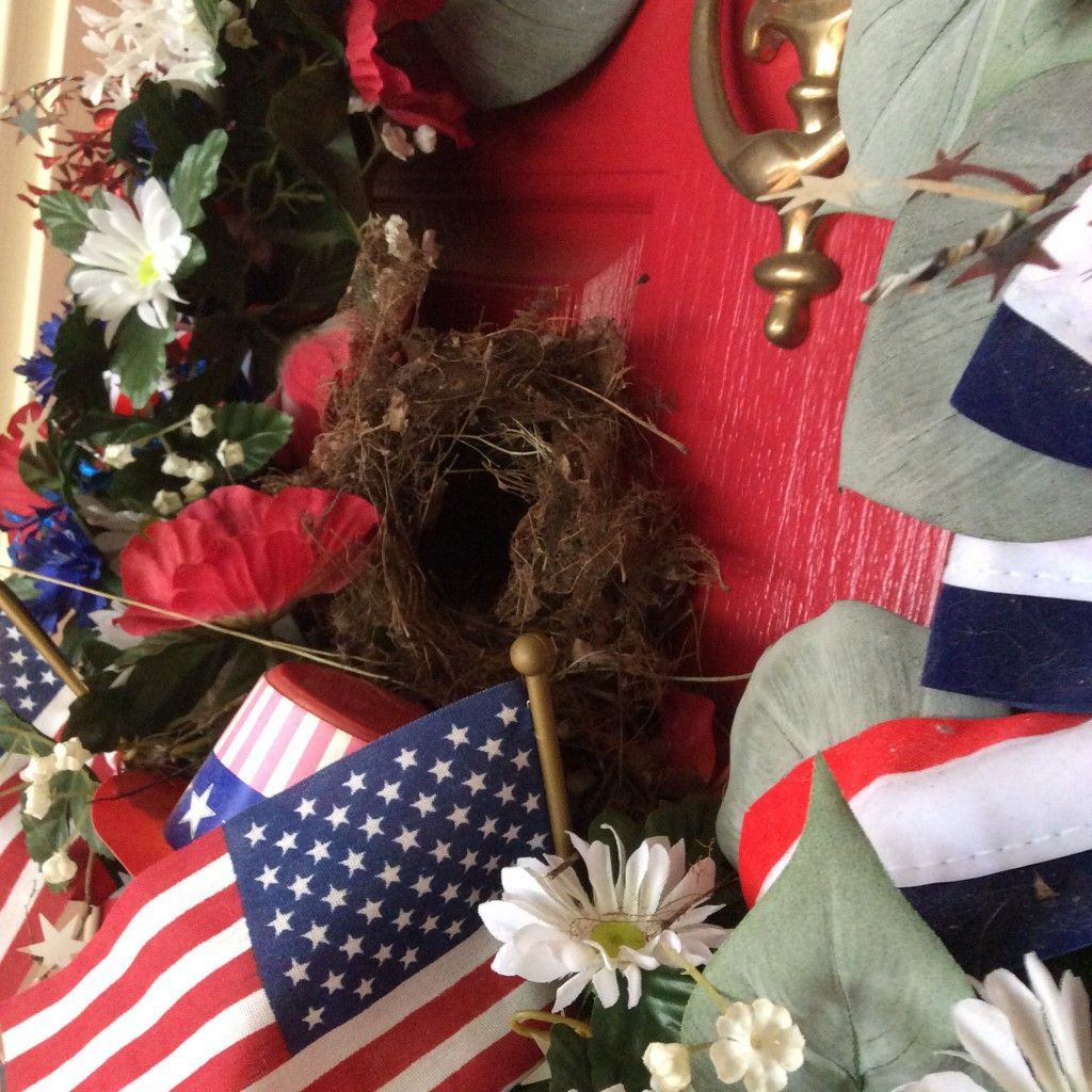 The NestWatch offices are closed today, in observation of Independence Day.

Have a great weekend, and be sure to double check your grills (and wreaths) for nests!

📷: Carolina Wren nest by Evette Braenovich