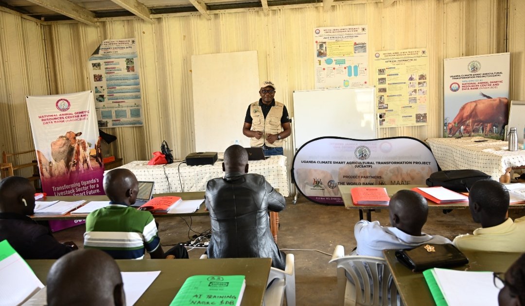 NATIONAL ANIMAL GENETIC RESOURCES CENTRE &DATABANK (@nagrc_db) on Twitter photo Training Milestone Achieved!
Today marks the successful completion of a 3-week Artificial Insemination (AI) training conducted by <a href="/NAGRC_DB/">NATIONAL ANIMAL GENETIC RESOURCES CENTRE &DATABANK</a> the implementing agency of <a href="/MAAIF_Uganda/">MAAIF 🇺🇬</a> under the Uganda Climate Smart Agricultural Transformation Project <a href="/UCSATP/">Uganda Climate Smart Agric Transformation Project</a>.
Held from 15th June Training Milestone Achieved!
Today marks the successful completion of a 3-week Artificial Insemination (AI) training conducted by <a href="/NAGRC_DB/">NATIONAL ANIMAL GENETIC RESOURCES CENTRE &DATABANK</a> the implementing agency of <a href="/MAAIF_Uganda/">MAAIF 🇺🇬</a> under the Uganda Climate Smart Agricultural Transformation Project <a href="/UCSATP/">Uganda Climate Smart Agric Transformation Project</a>.
Held from 15th June