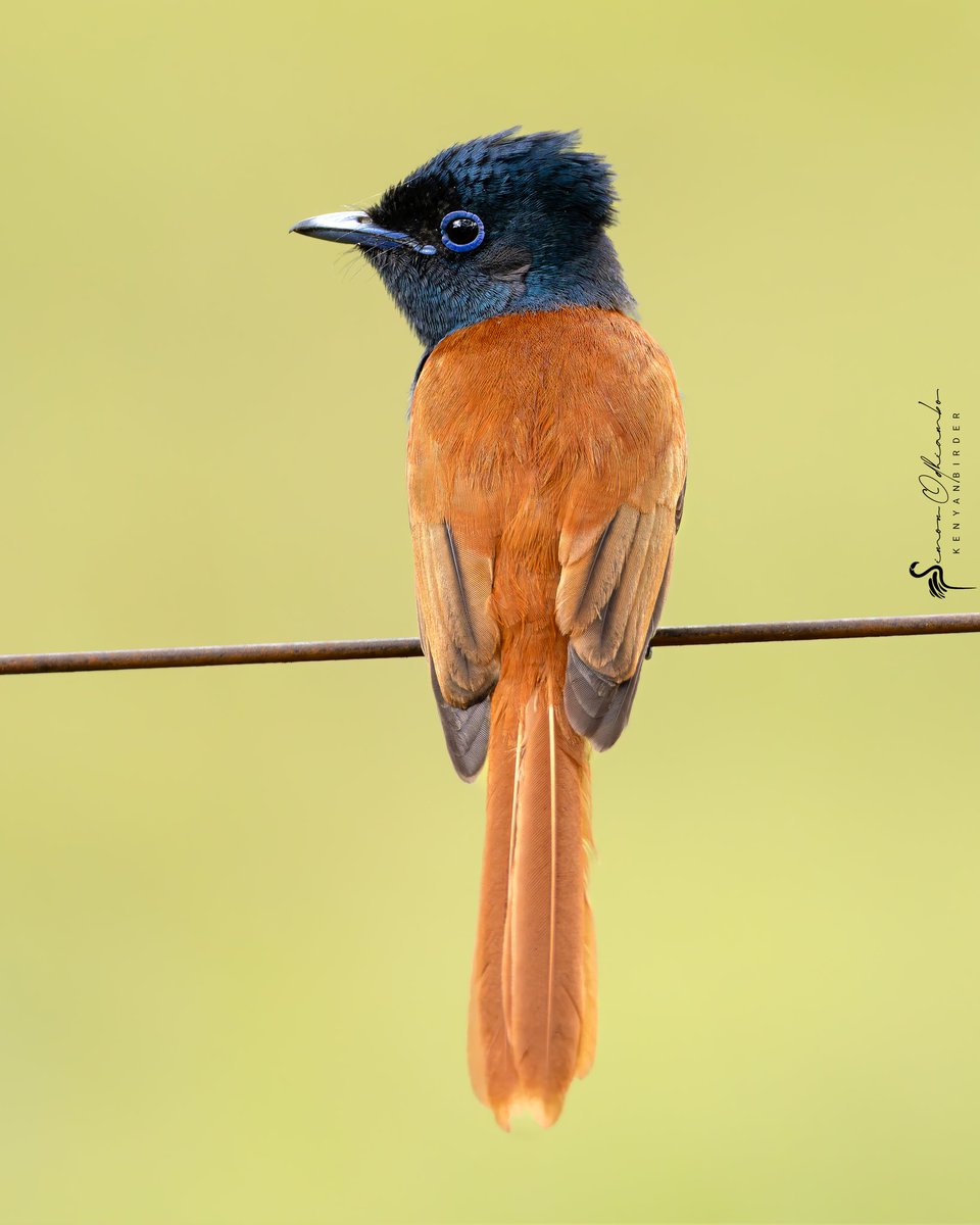 Kenyabirder's tweet image. African Paradise Flycatcher in Murang&apos;a