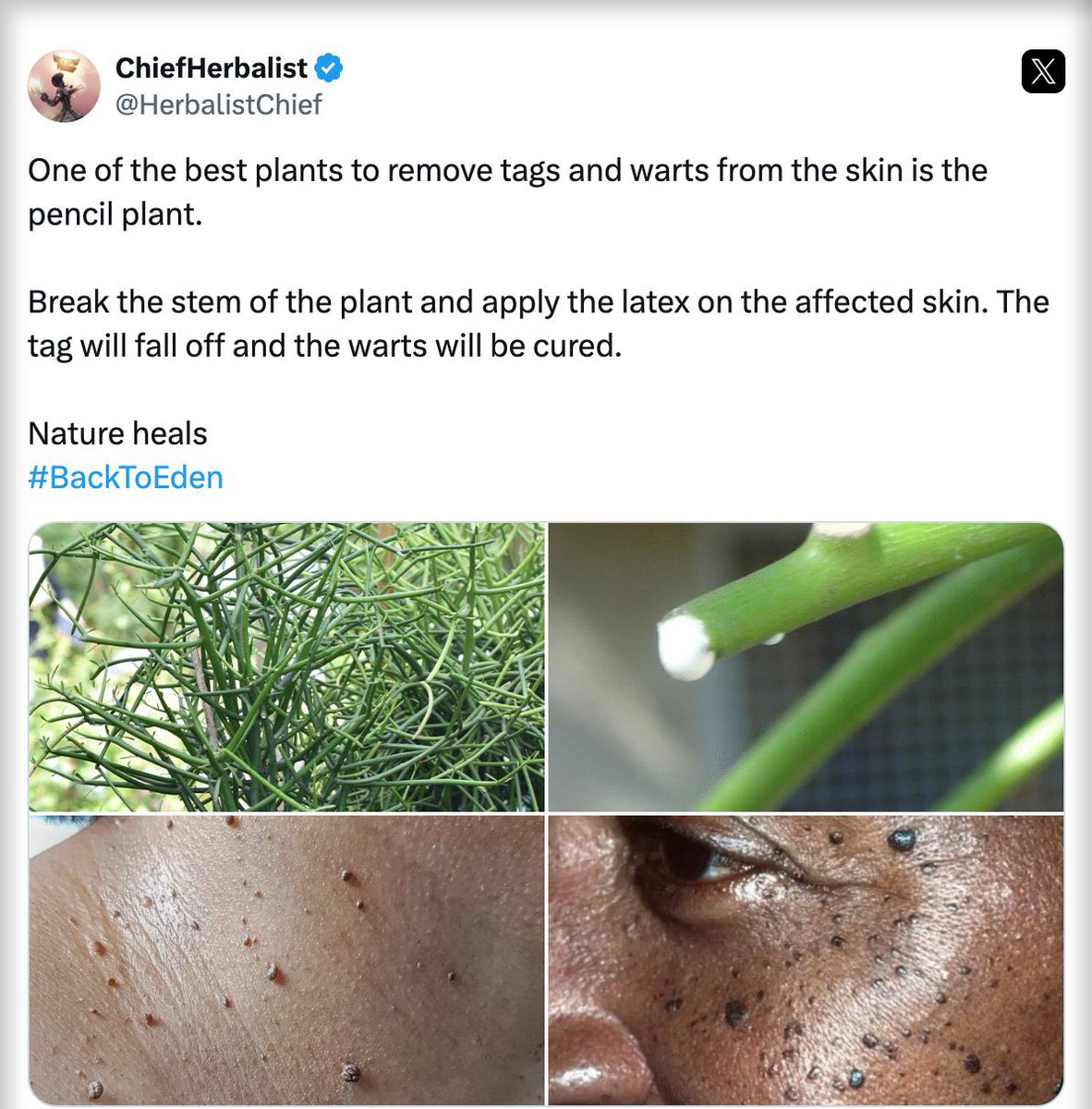HerbalistChief's tweet image. One of the best plants that removes tags and warts from the skin.