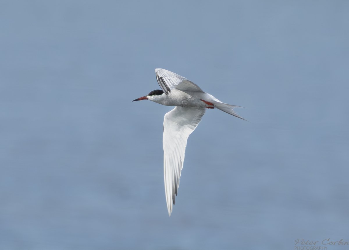 Pete Corbin Wildlife Photography (@petey632) on Twitter photo Common Tern Lytchett Bay Poole Harbour Dorset <a href="/DorsetBirdClub/">Dorset Bird Club</a> <a href="/DorsetWildlife/">Dorset Wildlife Trust</a> <a href="/SightingDOR/">Dorset Wildlife Spot</a> <a href="/LytchettP/">Lytchett Bay Nature</a> <a href="/Lytchettbirder/">Nick H</a> Common Tern Lytchett Bay Poole Harbour Dorset <a href="/DorsetBirdClub/">Dorset Bird Club</a> <a href="/DorsetWildlife/">Dorset Wildlife Trust</a> <a href="/SightingDOR/">Dorset Wildlife Spot</a> <a href="/LytchettP/">Lytchett Bay Nature</a> <a href="/Lytchettbirder/">Nick H</a>