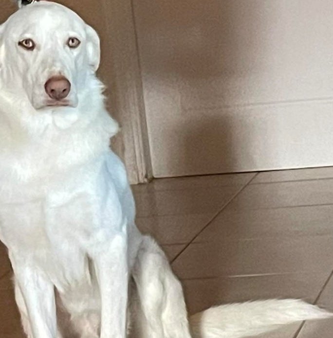 ELENTHEODR4920's tweet image. Δεν σε ξεχνάμε ποτέ αγάπη της ζωής μας, αγόρι μας γλυκό...💔
#challenge_κατοικιδιο