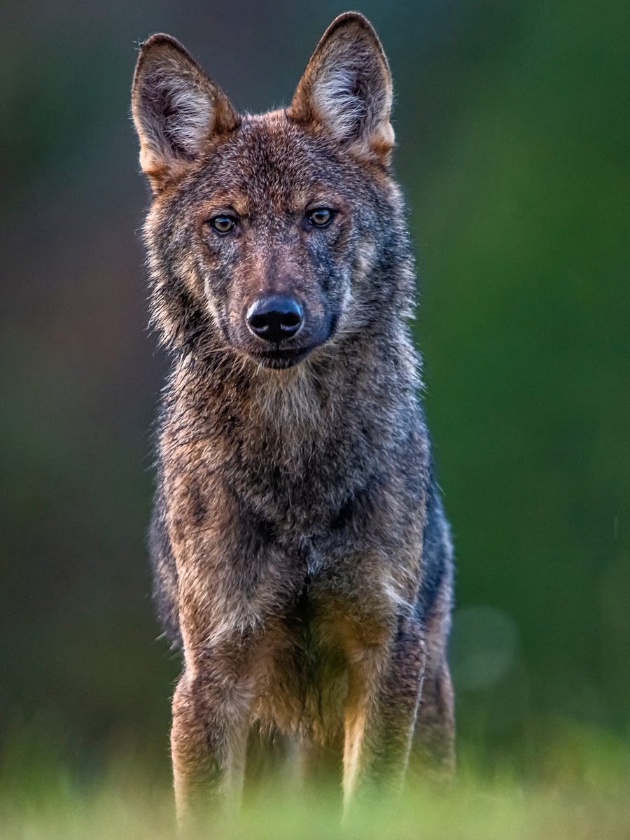 Czy wilki naprawdę stanowią dla nas realne zagrożenie? A może wilki padają ofiarą zorganizowanej nagonki w służbie internetowej klikalności? 

Na weekend trochę faktów na temat wilków. 

👉🏻W latach 2021-2022 (2 lata), w wyniku uderzenia, przygniecenia lub pogryzienia przez