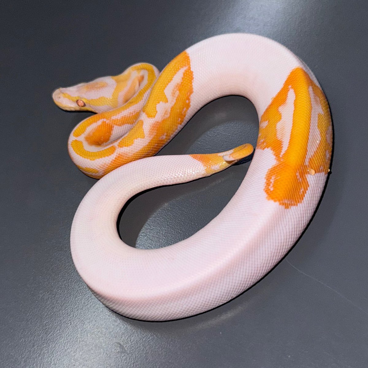 パーフェクトボールパイソン VPI Axanthic Leopard ♂589g 販売中です。 . . . #ボールパイソン