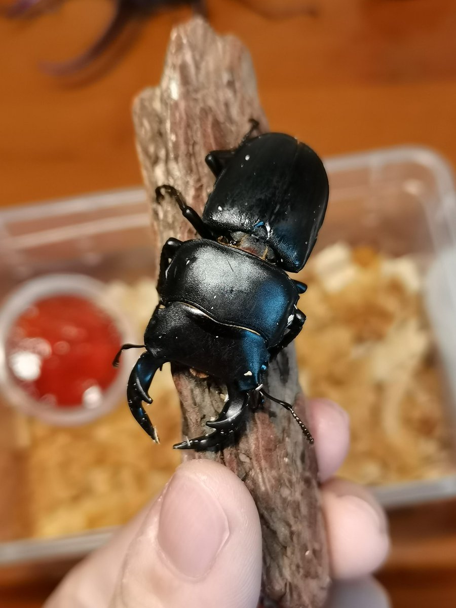 QIgdm11451's tweet image. First time raising a stag beetle, a 5cm+ Dorcus hopei Saunders.
🥰🥰