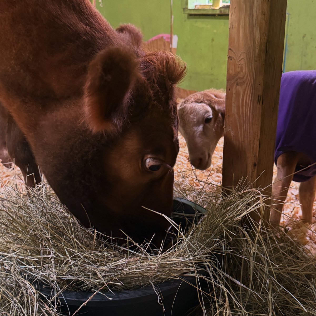 Annie and Huck:  the morning breakfast club ♥️