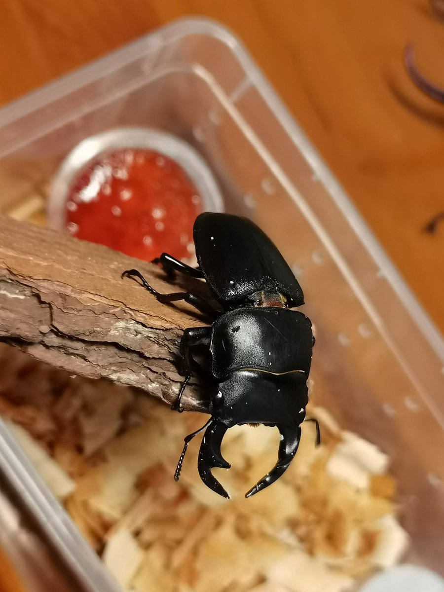 QIgdm11451's tweet image. First time raising a stag beetle, a 5cm+ Dorcus hopei Saunders.
🥰🥰