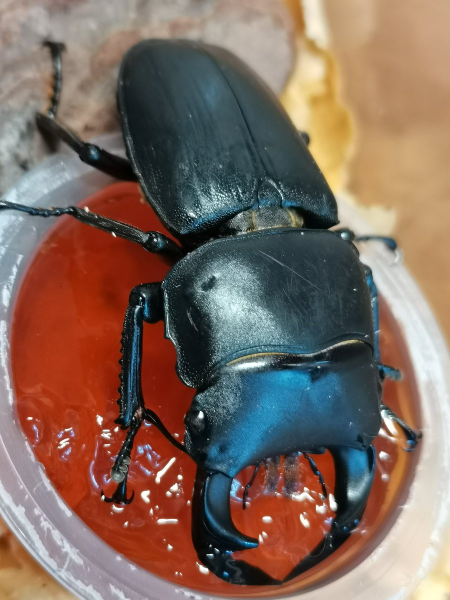 QIgdm11451's tweet image. First time raising a stag beetle, a 5cm+ Dorcus hopei Saunders.
🥰🥰