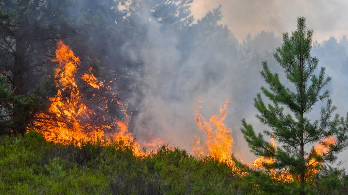 📛Spontane Selbstentzündung? Klar doch. Die Flammen tanzen nachts Macarena.📛

🔥Willkommen in der Welt der Waldbrände 🔥

Dies geht an jene glühenden Leuchttürme der Logik, die felsenfest überzeugt sind:
🤦🏻‍♂️ „Der Wald brennt einfach so. Von selbst. Weil… Sonne heiß und so.“ 🤦🏻‍♂️