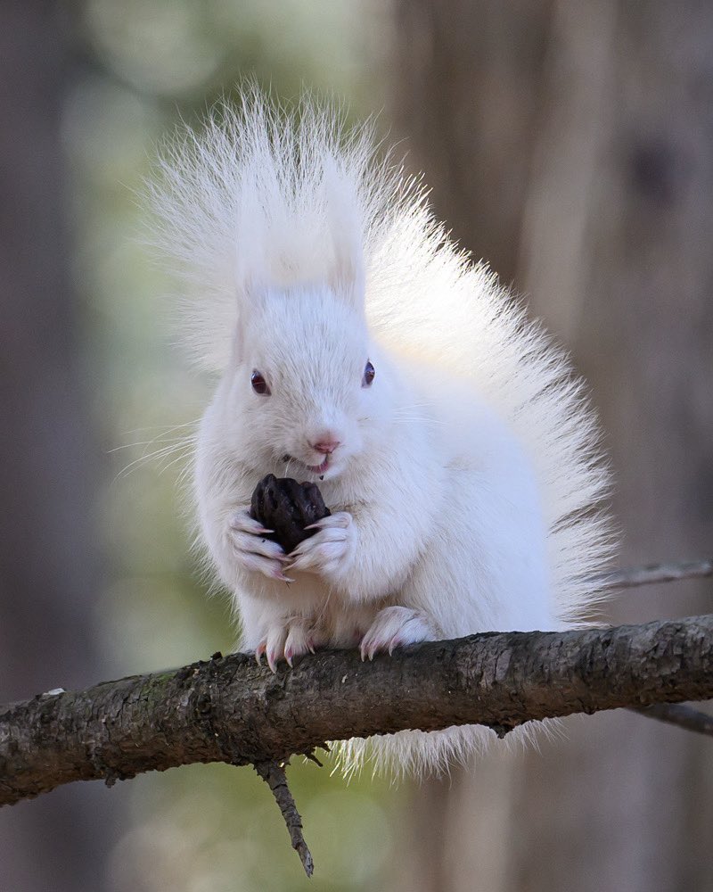 m_kudo44's tweet image. あげないよぉ〜
#hokkaidosquirrel