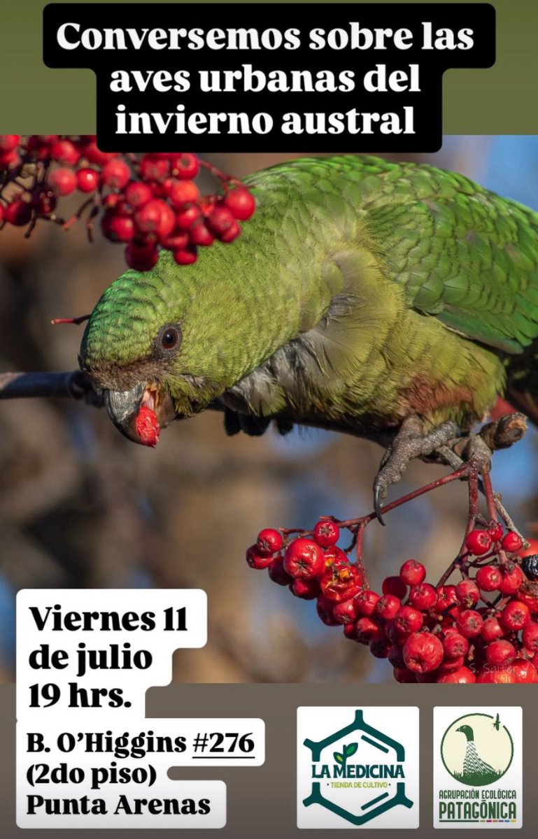 Aves urbanas, uso de eBird - iNaturalist, entre otros..nos vemos 🪶

📍La Medicina, Punta Arenas, 
viernes 11 de julio a las 19 hrs.