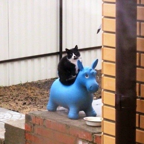 kittenstappn's tweet image. 